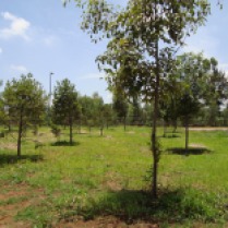 Vista del arboretum. (Foto: Juan Martínez Cruz)
