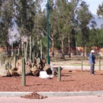 Plantando cactos en la glorieta. (Foto: Juan Martínez Cruz)